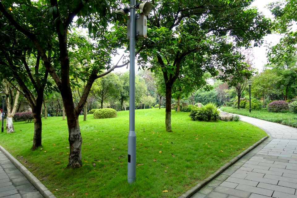 Greenery - Chengdu Culture Park - Chengdu, China - DSC03917