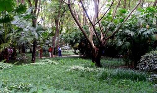 Greenery - Peoples Park - Chengdu, China - DSC05383