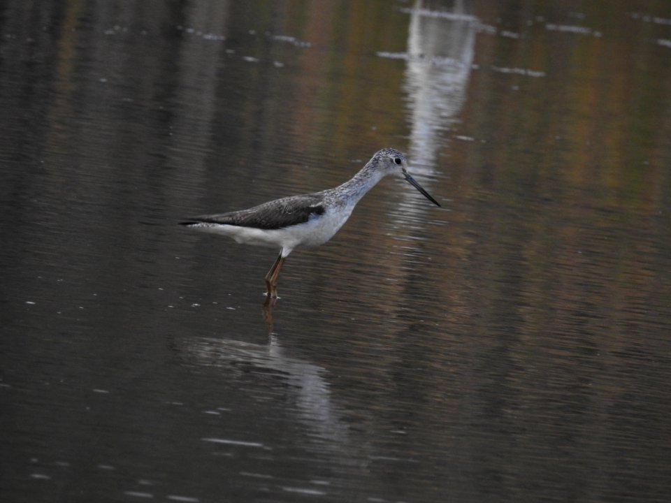 Green shank 8 (Tringa nebularia) പച്ചക്കാലി 