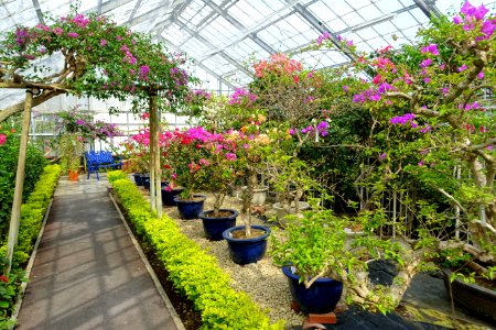 Greenhouse interior - Gora Park - Hakone, Kanagawa, Japan - DSC08558