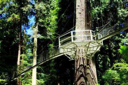 Greenheart TreeWalk - UBC Botanical Garden - Vancouver, Canada - DSC08053 photo