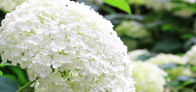 Plant ornamental plant flowers