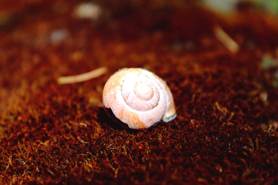 Mollusk house slowly
