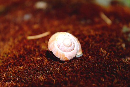Mollusk house slowly