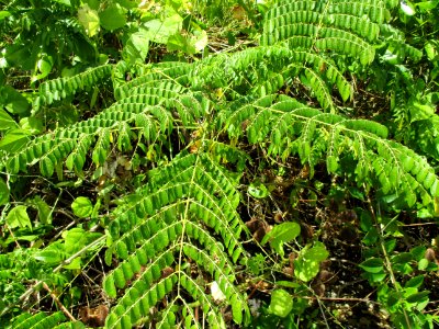 Gray nicker compound leaves