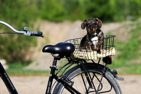 Bike dog summer