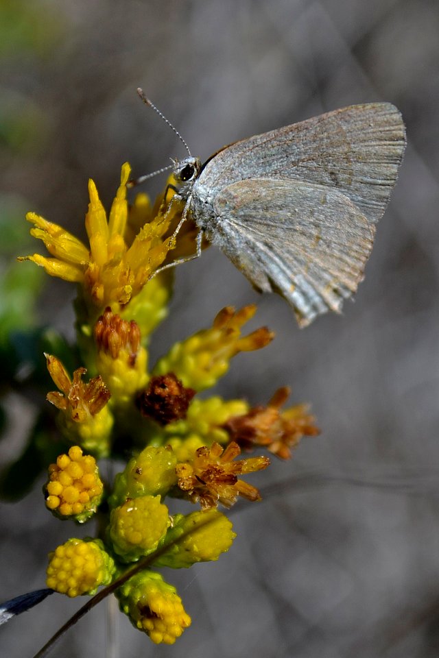 Gray Butterfly (3)