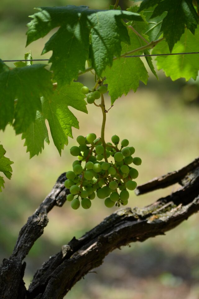 Nature agriculture green