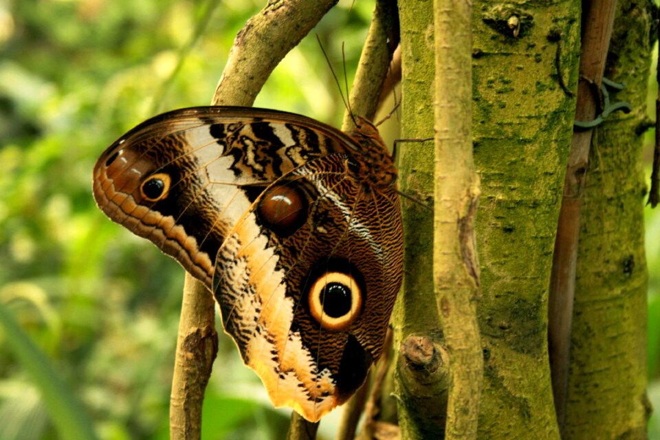 Tropics insect animal