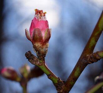 Blossom flower bloom