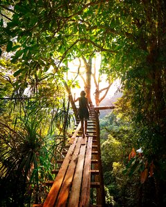 Jungle light tree photo