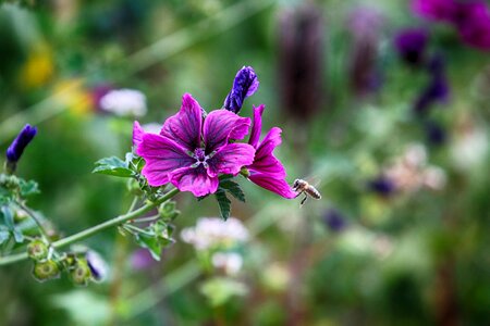 Summer flower nature violet