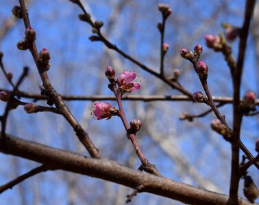 Blossom flower bloom