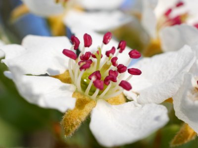 Grüne Pichelbirne Freilichtmuseum Roscheider Hof Blüte H14