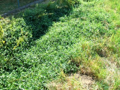 Graben Fetter Grund Apium nodiflorum