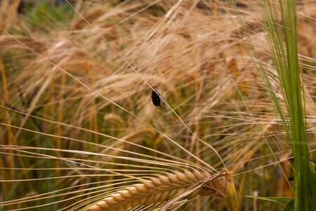 Wheat summer cultural landscape