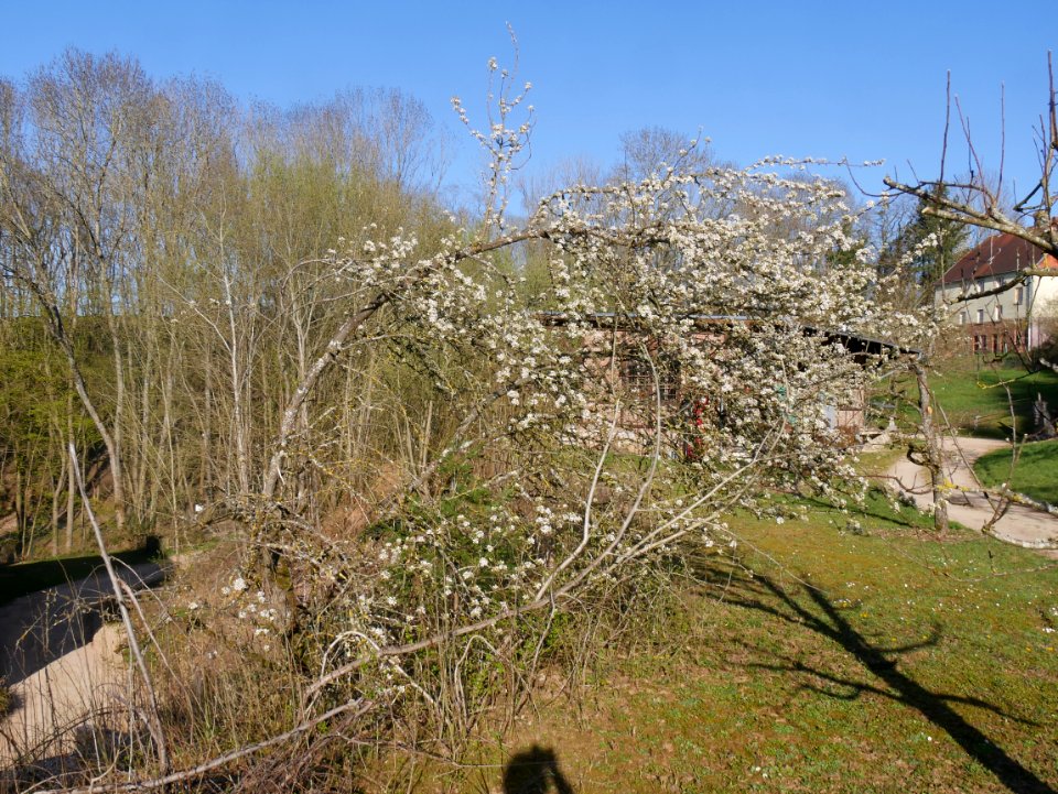 Gräfin von Paris Freilichtmuseum Roscheider Hof Blüten Ganzer Baum H11