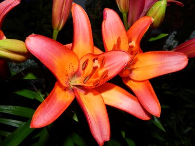 Lily pink orange