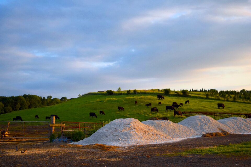 Grass sunset agriculture