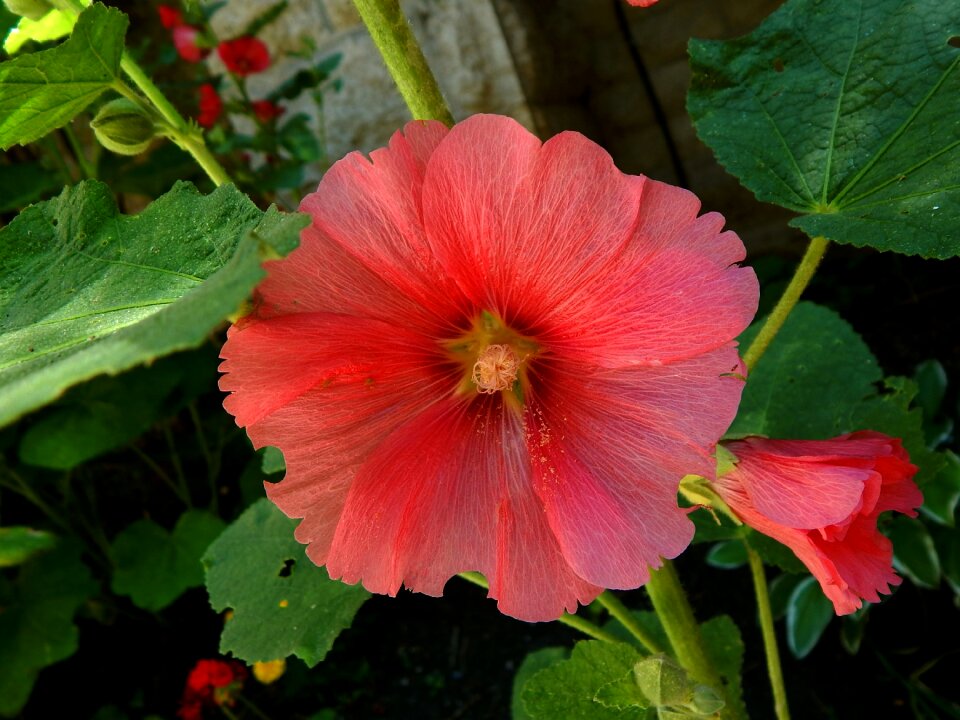 Mallow flower pink