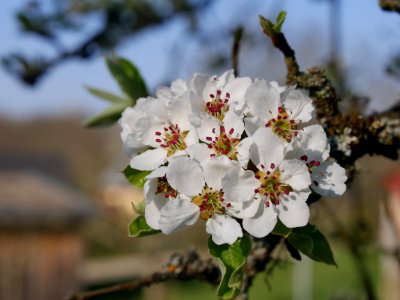 Grüne Pichelbirne Freilichtmuseum Roscheider Hof Blüte H9