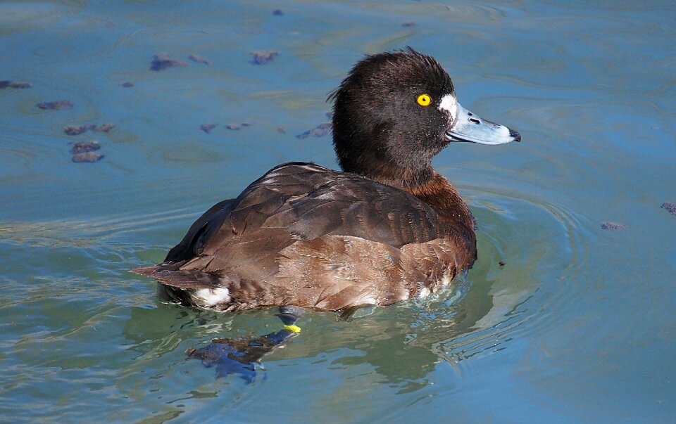 Bird duck nature