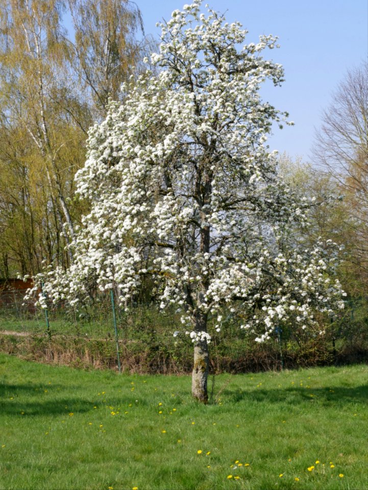 Grüne Pichelbirne Freilichtmuseum Roscheider Hof Ganzer Baum H3