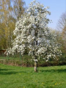 Grüne Pichelbirne Freilichtmuseum Roscheider Hof Ganzer Baum H3