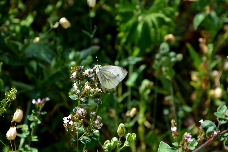 Grünader-Weißling an einer Blüte (3)