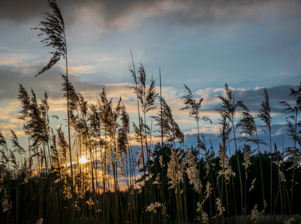 Sunset twilight grass