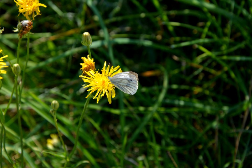 Grünader-Weißling an einer Blüte
