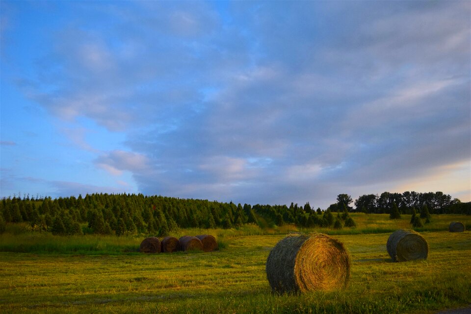 Green agriculture landscape