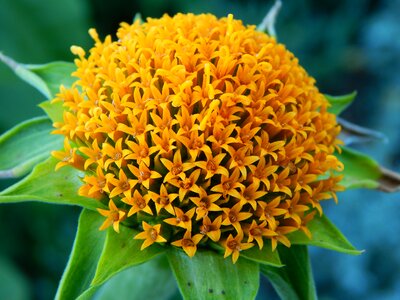 Yellow flowercenter pompom