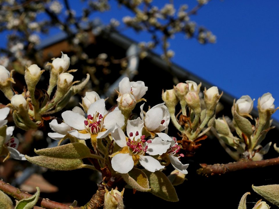 Gräfin von Paris Freilichtmuseum Roscheider Hof Blüten H3