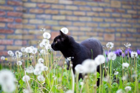 Ferrets domestic cat black puss