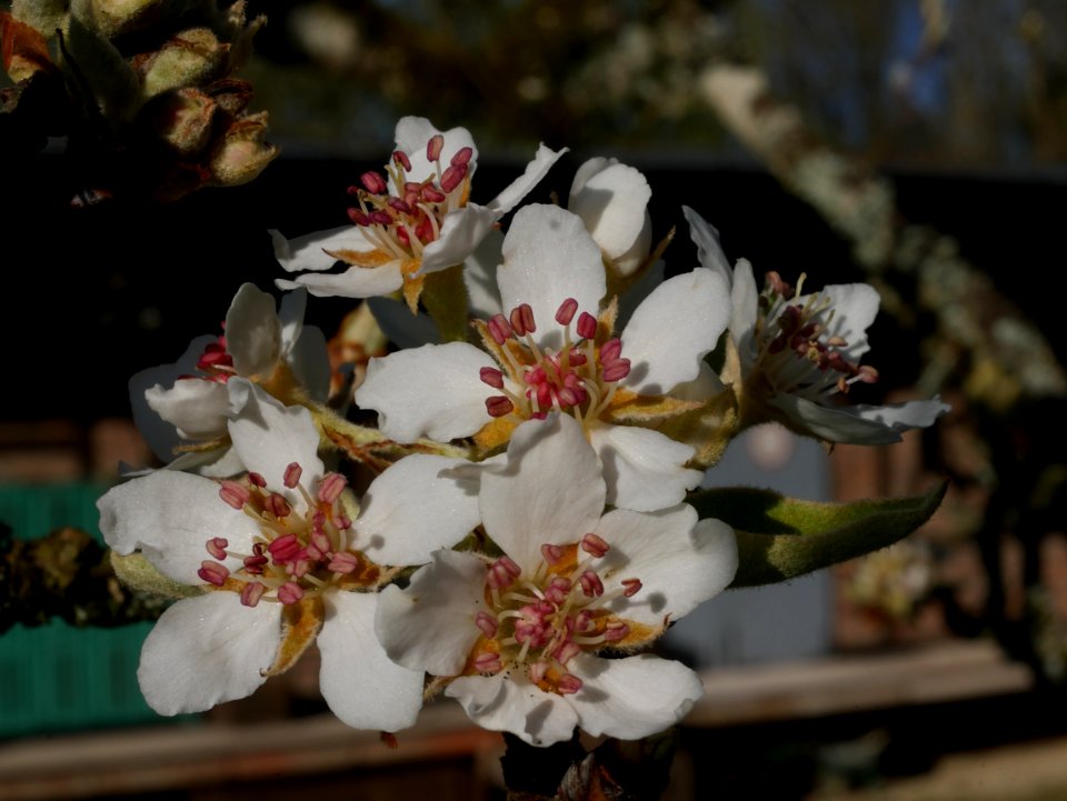 Gräfin von Paris Freilichtmuseum Roscheider Hof Blüten H1