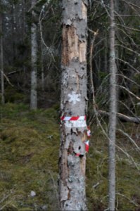 Gräns - granbarkborre - Himlingeskogen