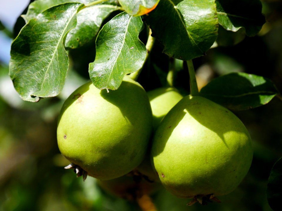 Grüne Pichelbirne Freilichtmuseum Roscheider Hof Frucht H10