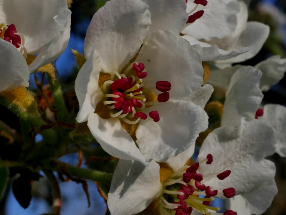 Grüne Pichelbirne Freilichtmuseum Roscheider Hof Blüte H5