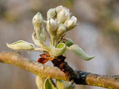 Gräfin von Paris Freilichtmuseum Roscheider Hof Knospen H4