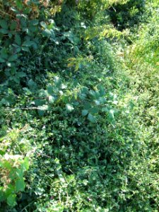 Graben Fetter Grund Apium nodiflorum auf Kirschenberg