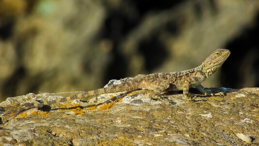 Kurkutas wildlife animal