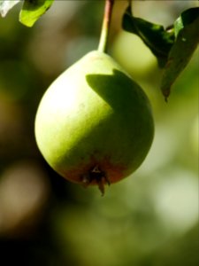 Grüne Pichelbirne Freilichtmuseum Roscheider Hof Frucht H11