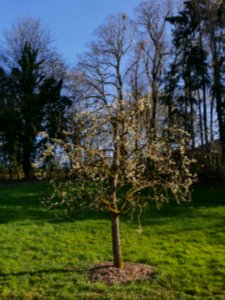 Gräfin von Paris Freilichtmuseum Roscheider Hof Blüten Ganzer Baum H17