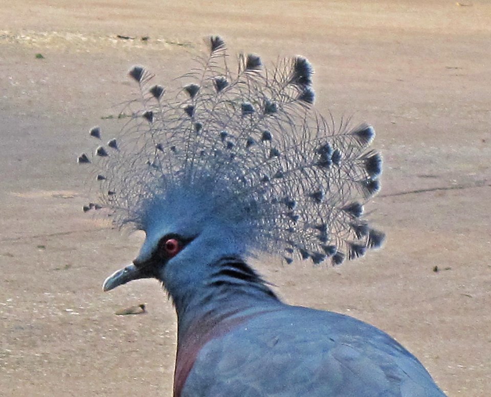 Goura victoria (Victoria crowned pigeon) head, Burgers zoo, Arnhem, the Netherlands