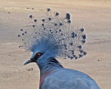 Goura victoria (Victoria crowned pigeon) head, Burgers zoo, Arnhem, the Netherlands photo