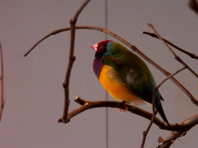 Gouldian Finch (Erythrura gouldiae) at the National Aviary