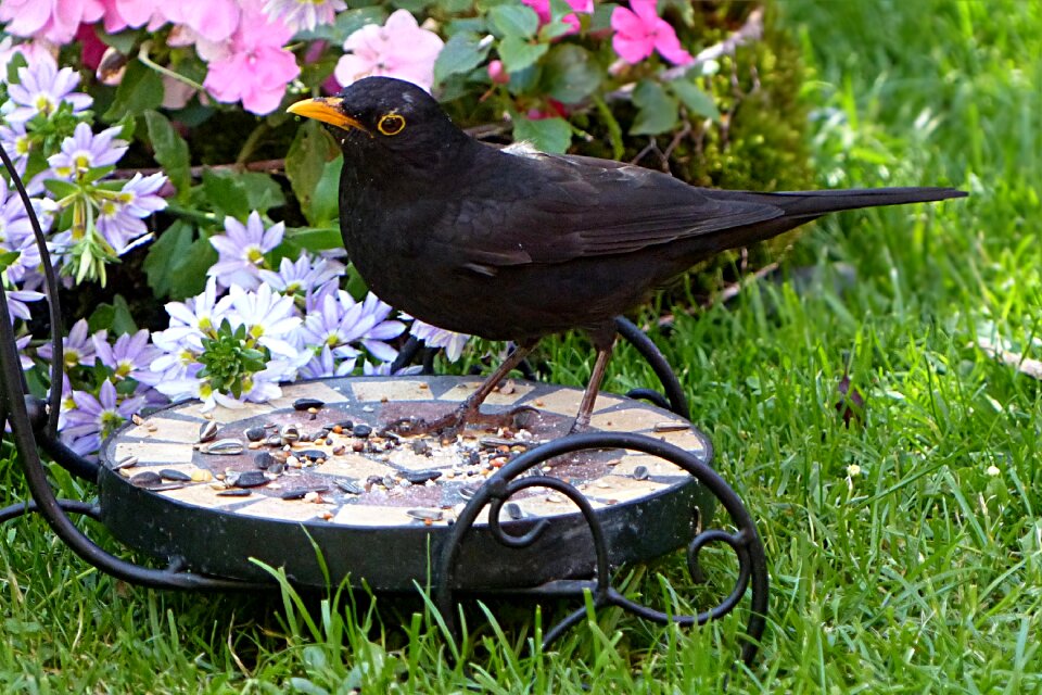 Male summer garden
