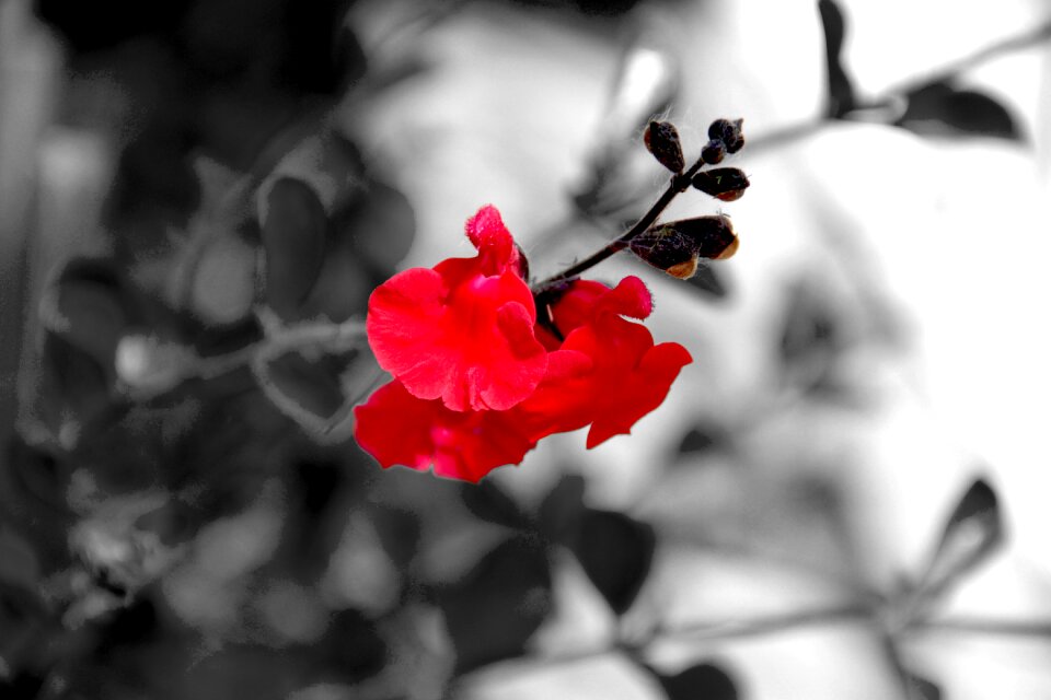 Petals garden red
