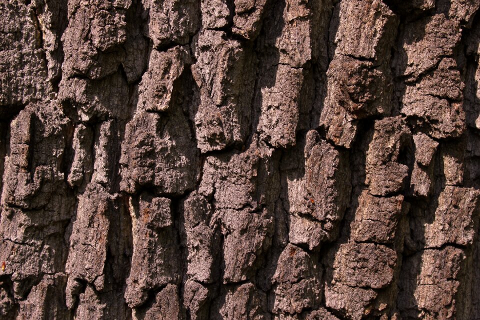 The bark of the tree wood nature